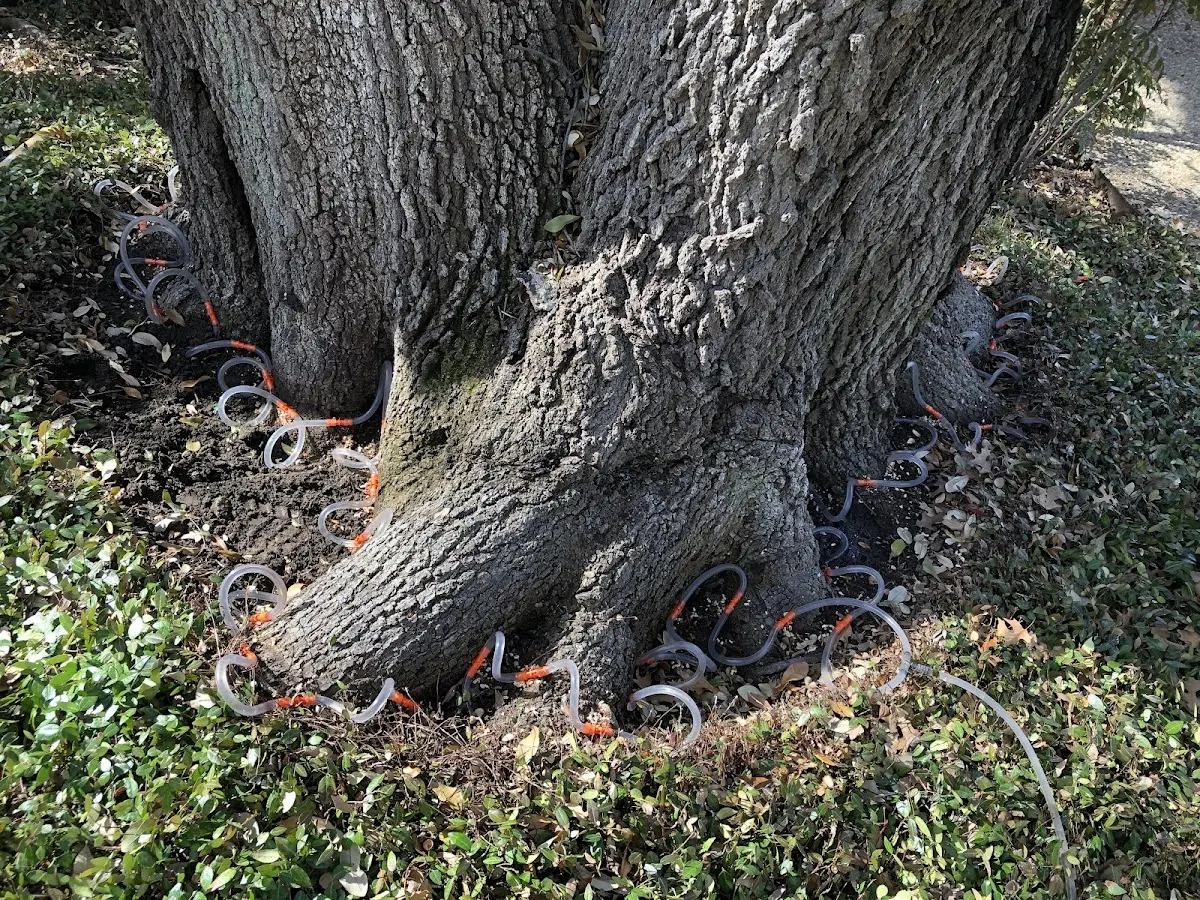 Detailed Tree Cabling and Bracing job site in Richey