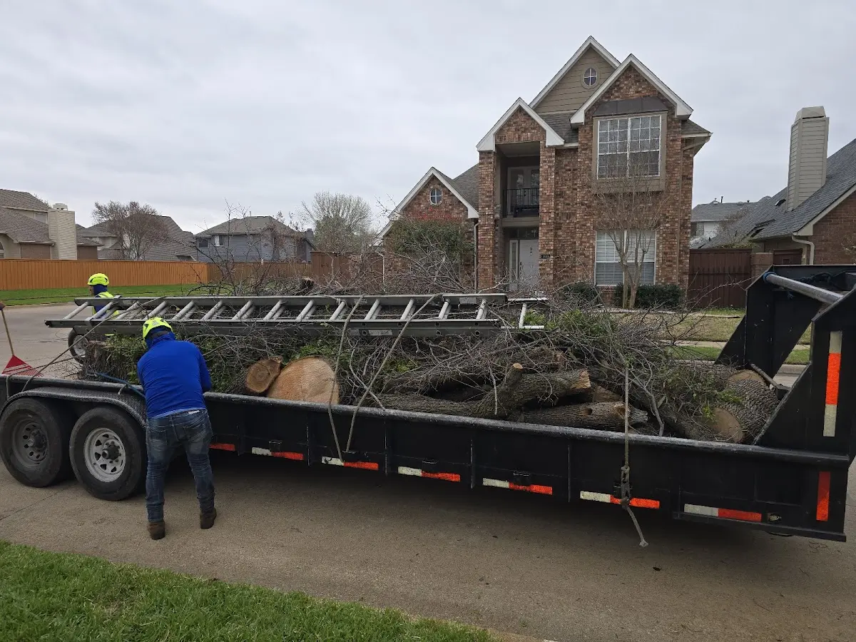Expert Tree Removal with proper safety equipment in Richey